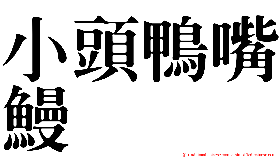 小頭鴨嘴鰻