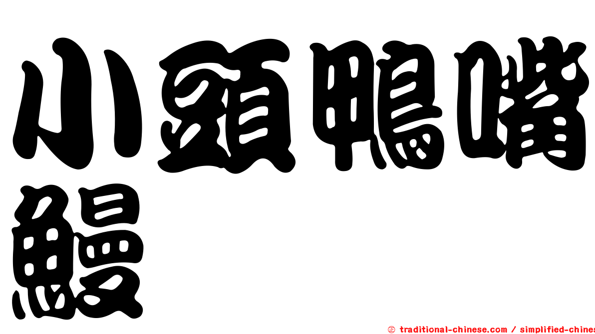 小頭鴨嘴鰻
