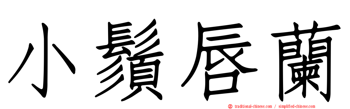 小鬚唇蘭