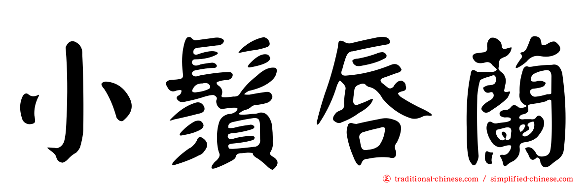 小鬚唇蘭