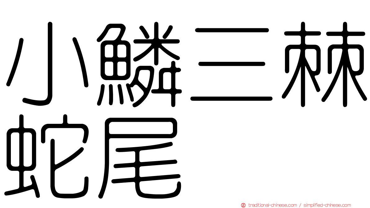 小鱗三棘蛇尾