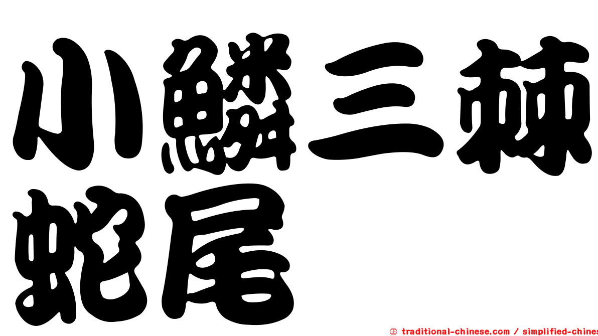 小鱗三棘蛇尾