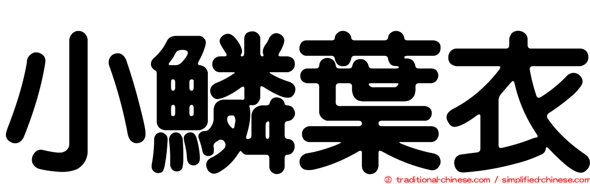 小鱗葉衣