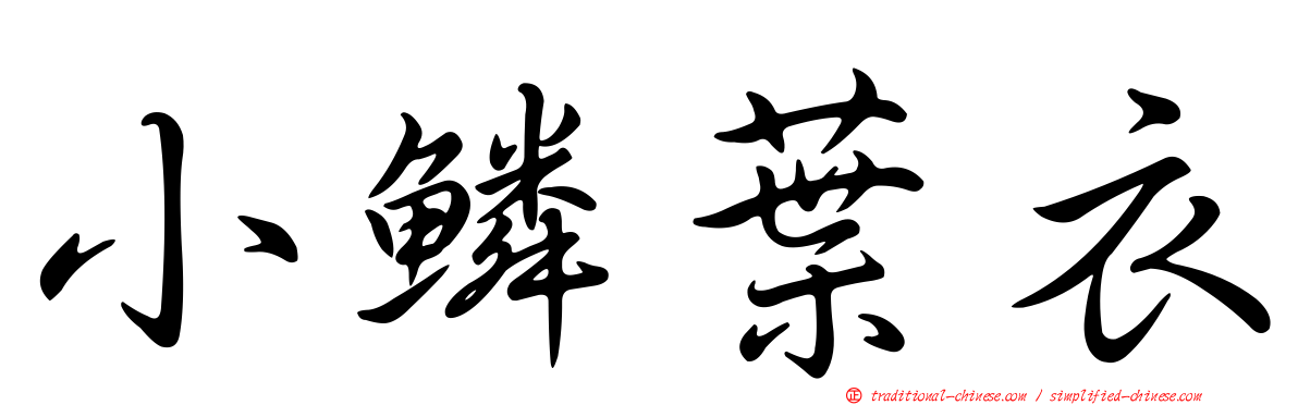 小鱗葉衣