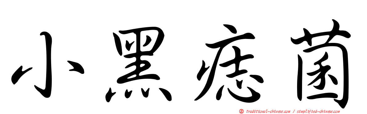 小黑痣菌