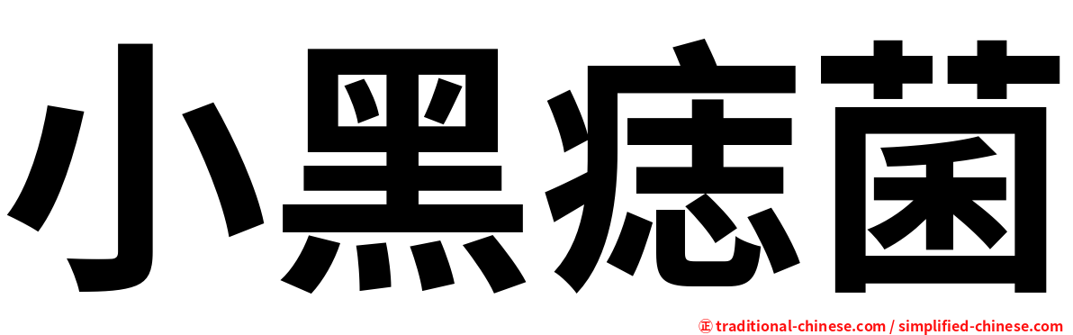 小黑痣菌