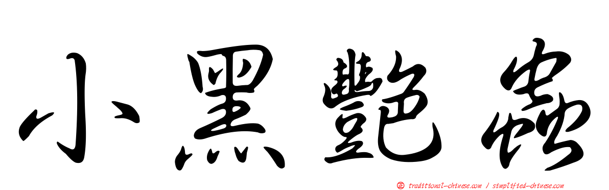 小黑艷蟲