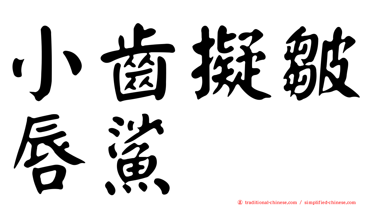 小齒擬皺唇鯊