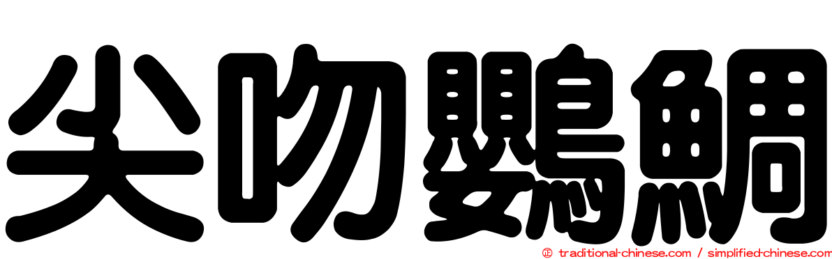 尖吻鸚鯛