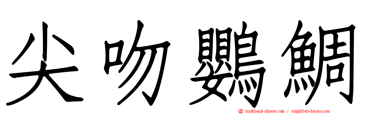 尖吻鸚鯛