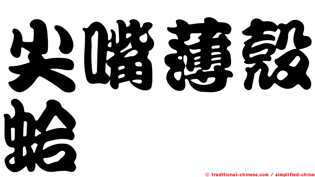 尖嘴薄殼蛤