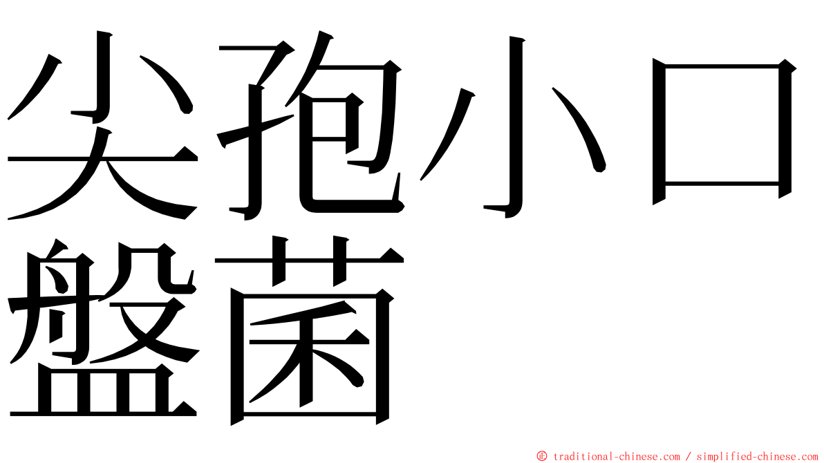 尖孢小口盤菌 ming font