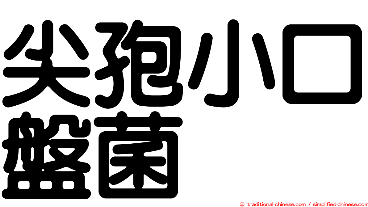 尖孢小口盤菌