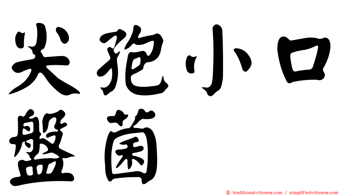 尖孢小口盤菌