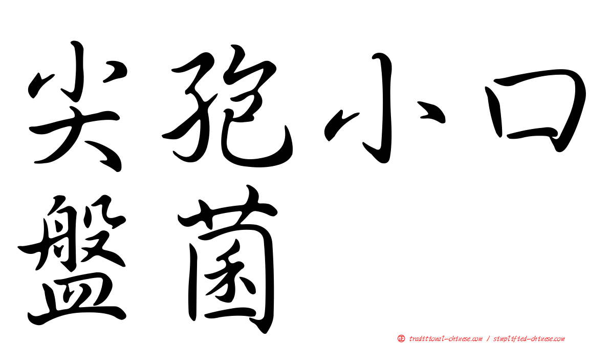 尖孢小口盤菌