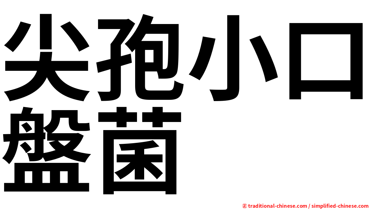 尖孢小口盤菌