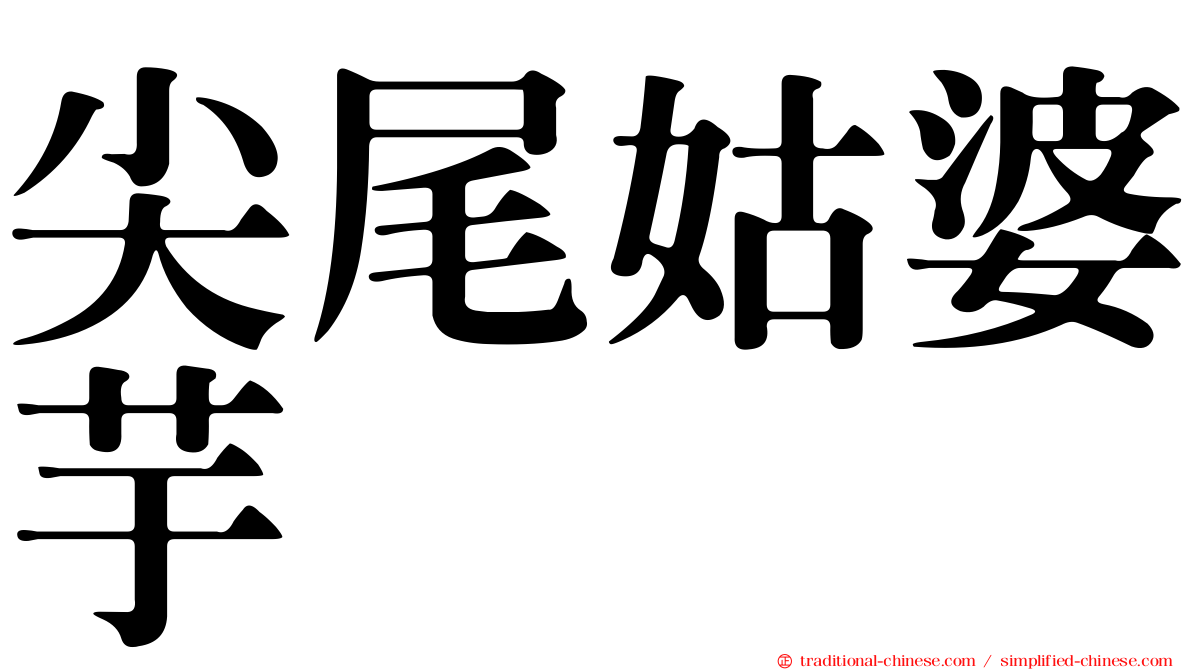 尖尾姑婆芋