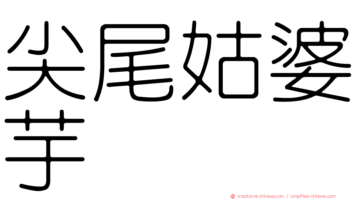尖尾姑婆芋