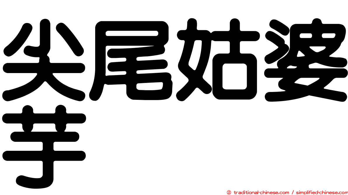 尖尾姑婆芋