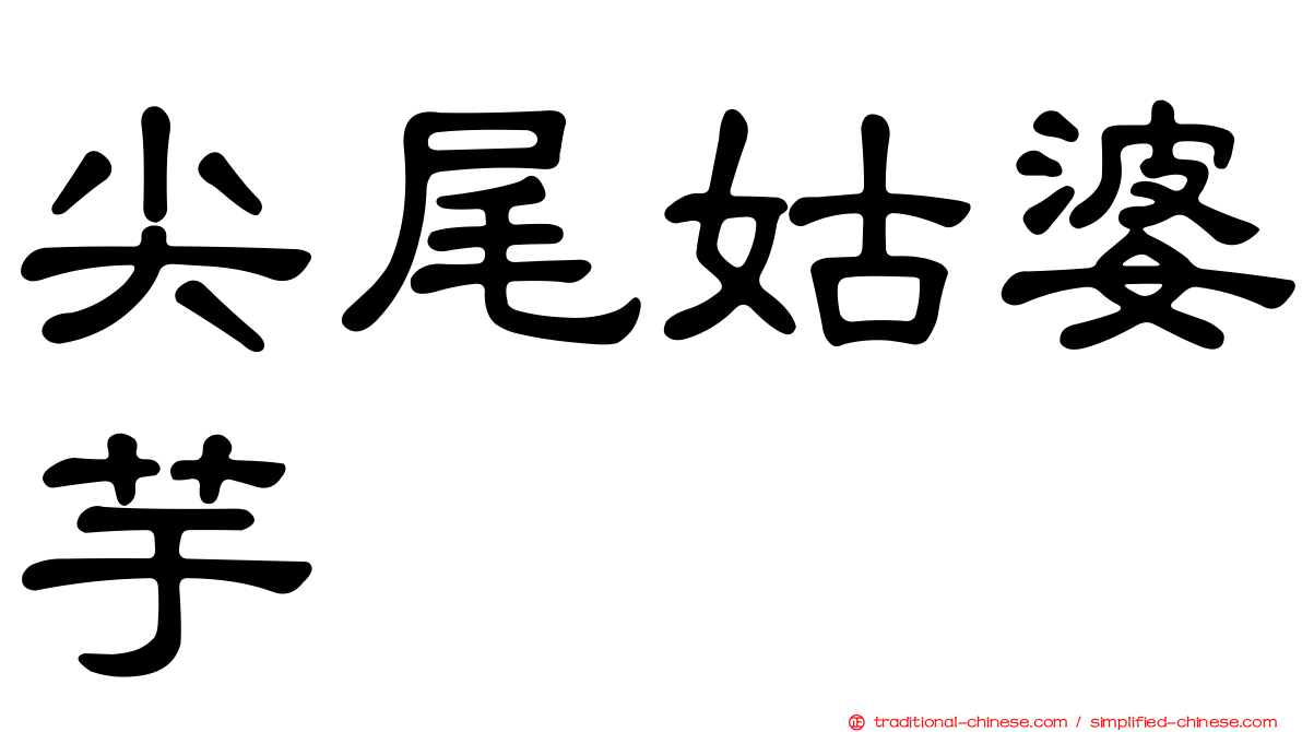 尖尾姑婆芋