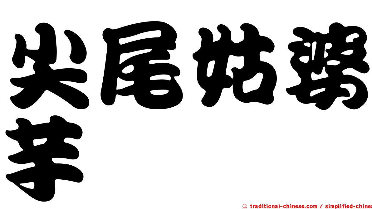 尖尾姑婆芋