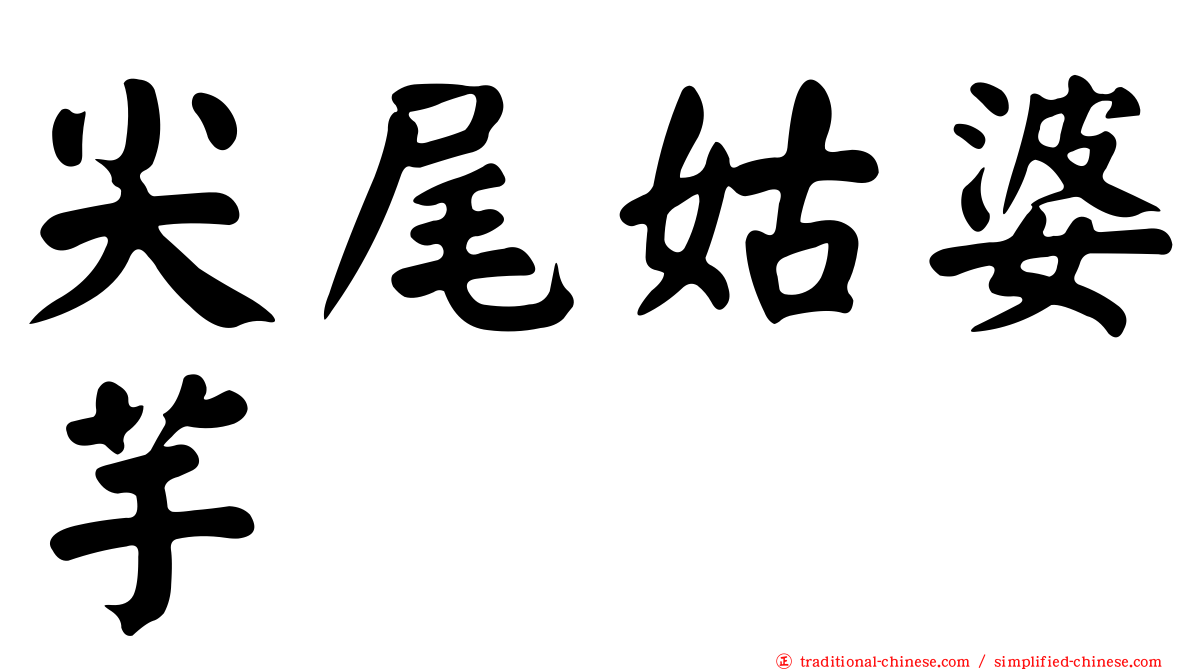 尖尾姑婆芋