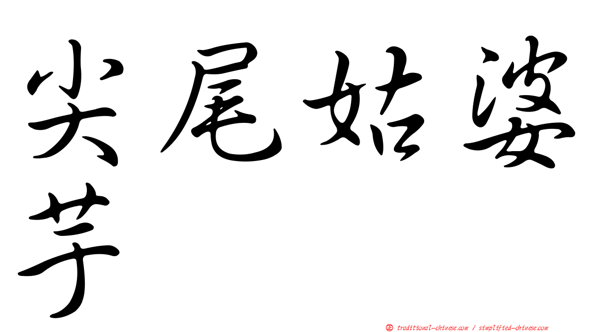 尖尾姑婆芋