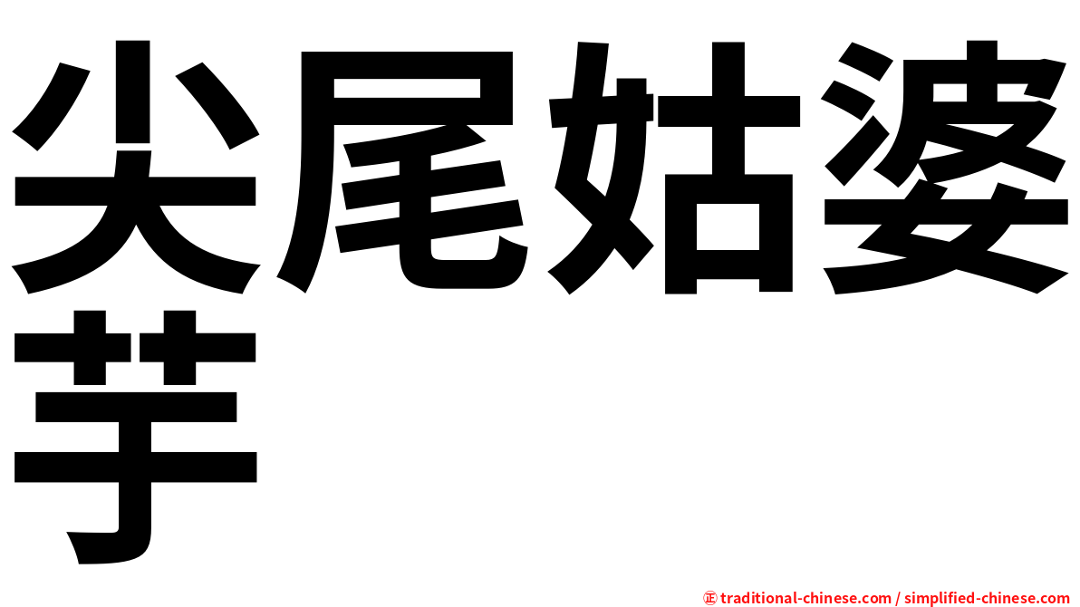 尖尾姑婆芋