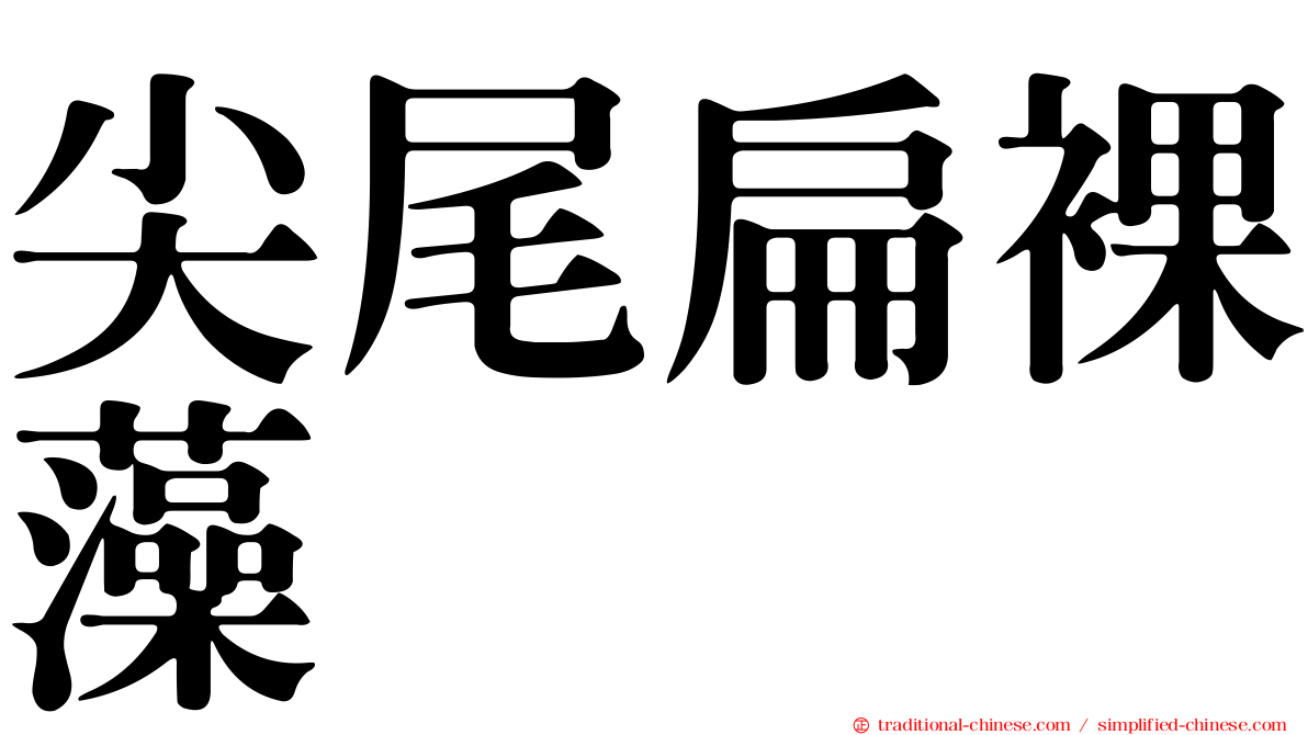 尖尾扁裸藻