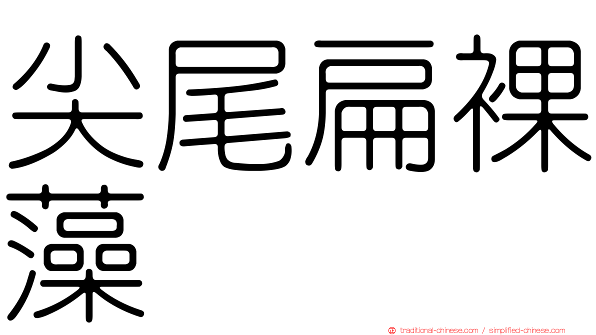 尖尾扁裸藻