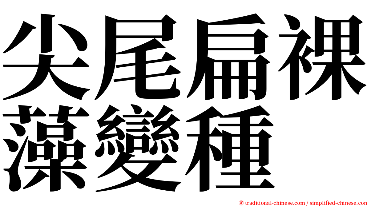 尖尾扁裸藻變種 serif font