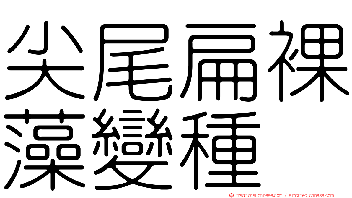 尖尾扁裸藻變種