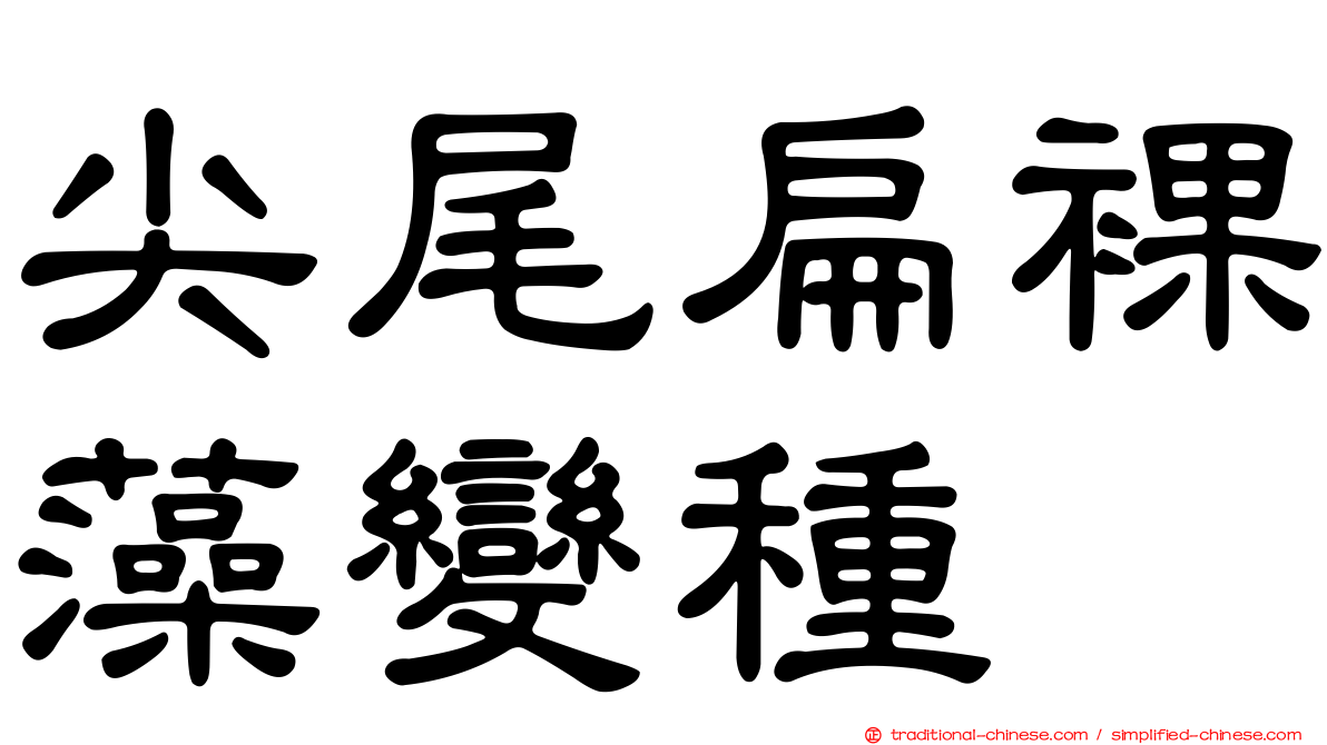 尖尾扁裸藻變種