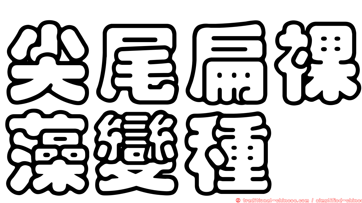 尖尾扁裸藻變種