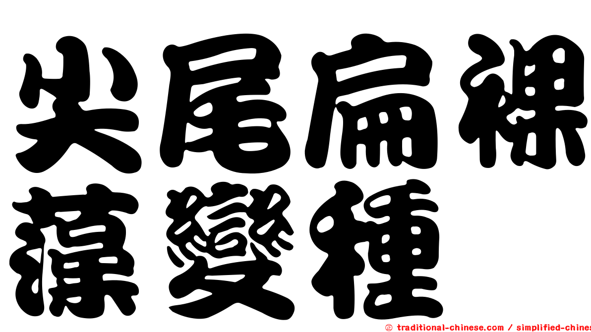 尖尾扁裸藻變種