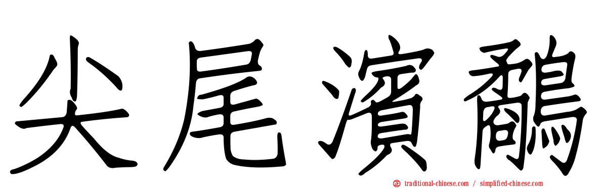 尖尾濱鷸