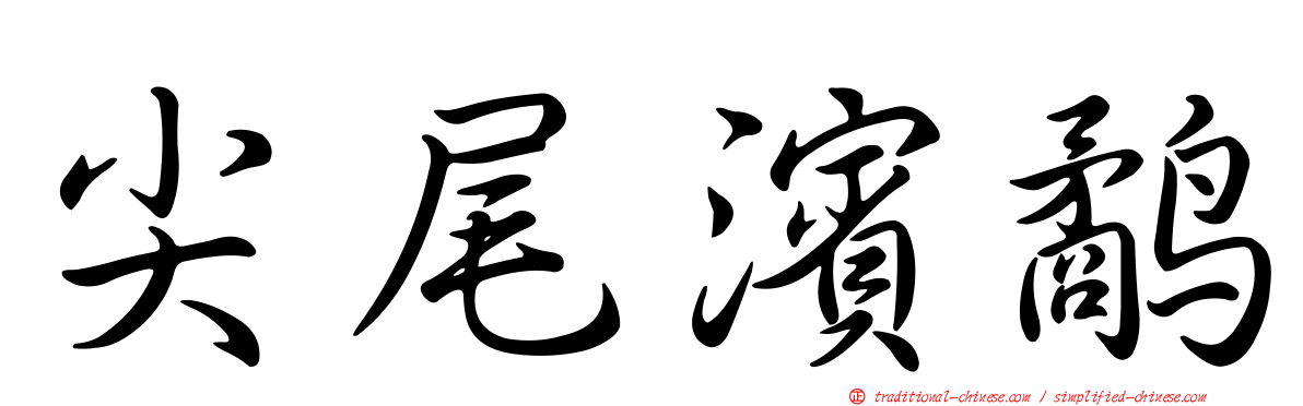 尖尾濱鷸