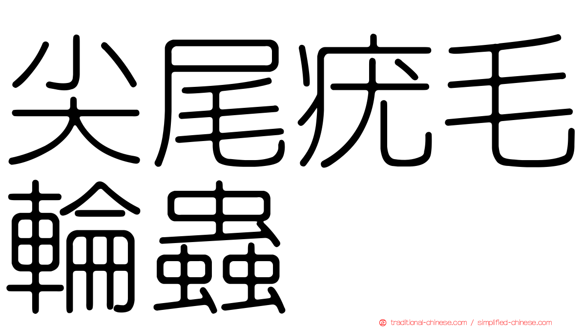尖尾疣毛輪蟲