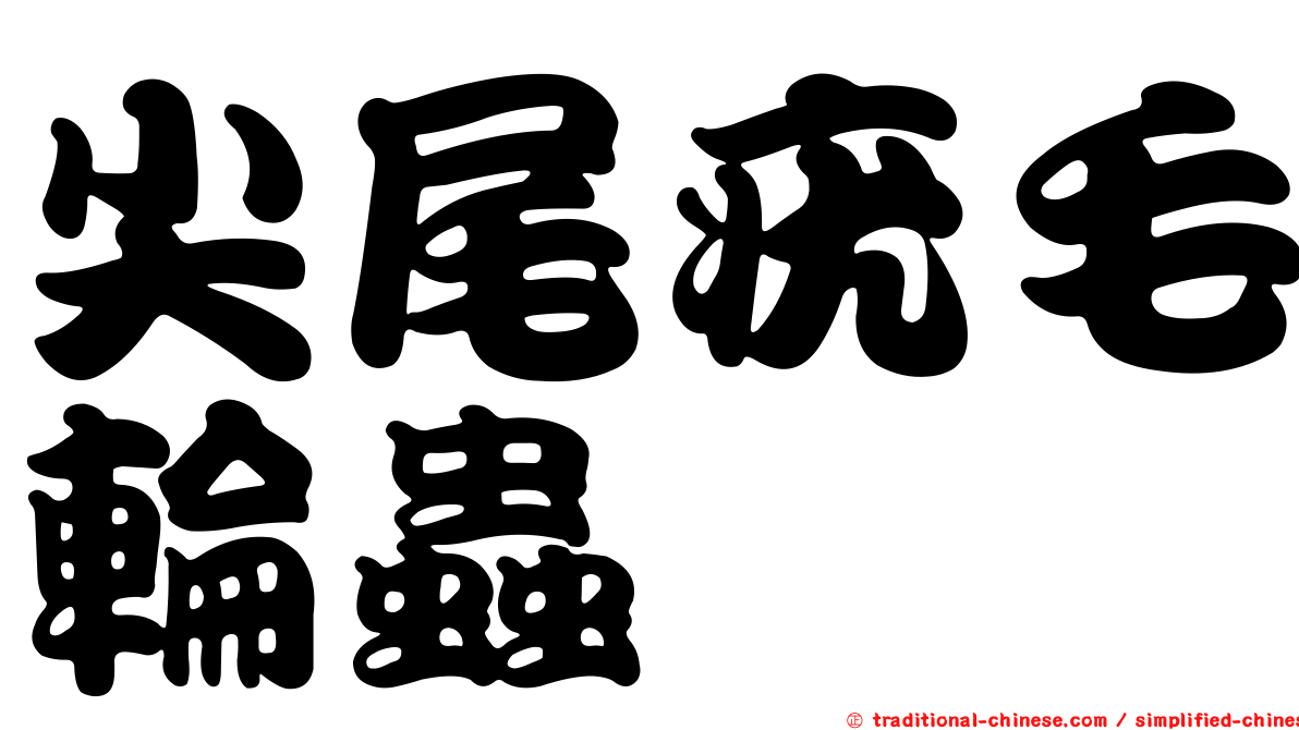 尖尾疣毛輪蟲