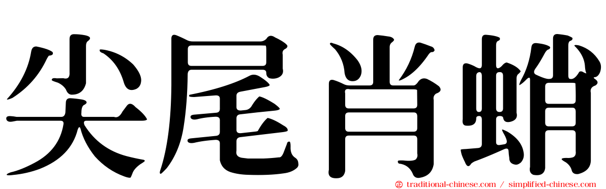尖尾肖蛸