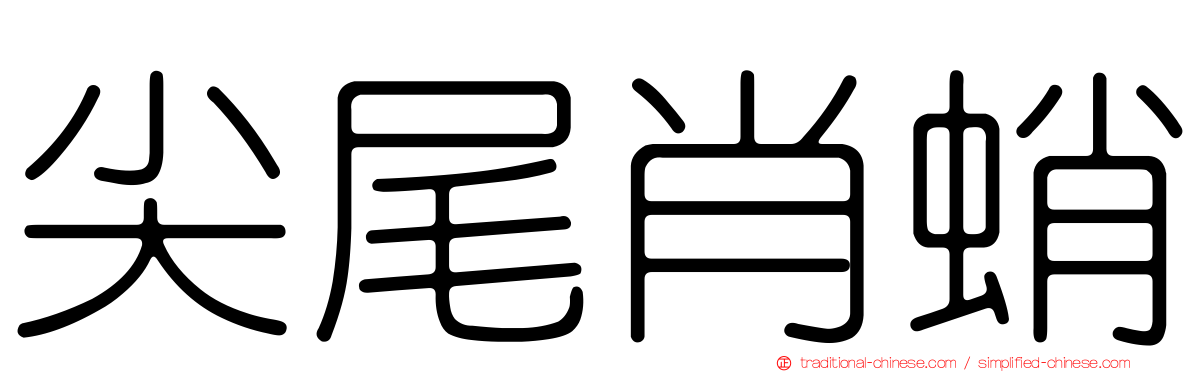 尖尾肖蛸