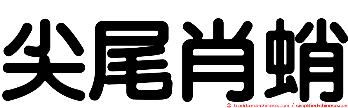 尖尾肖蛸