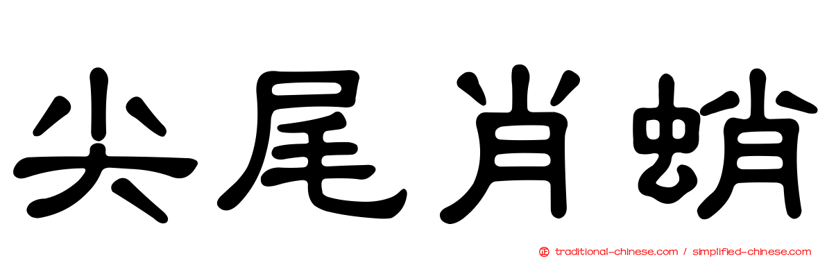 尖尾肖蛸