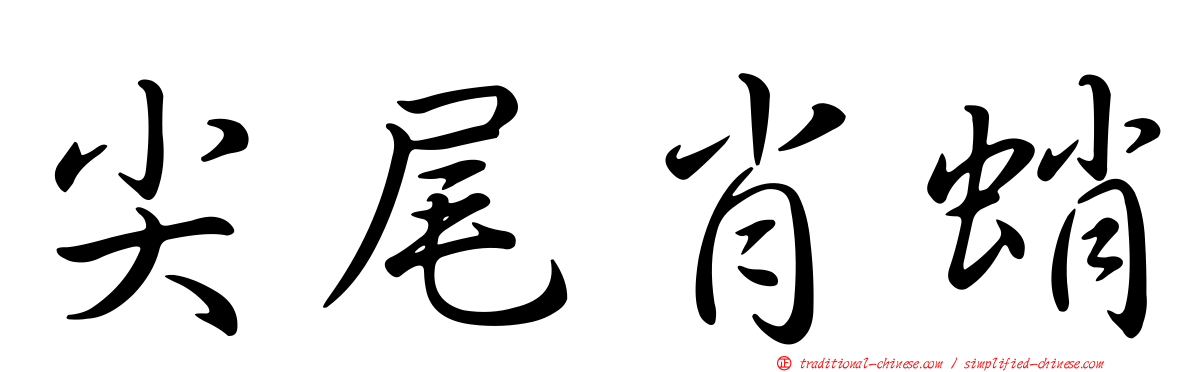 尖尾肖蛸