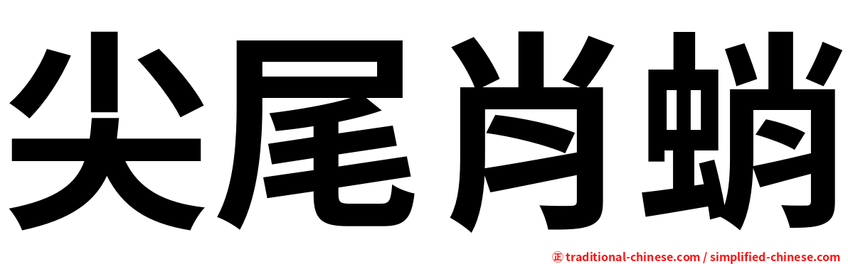 尖尾肖蛸