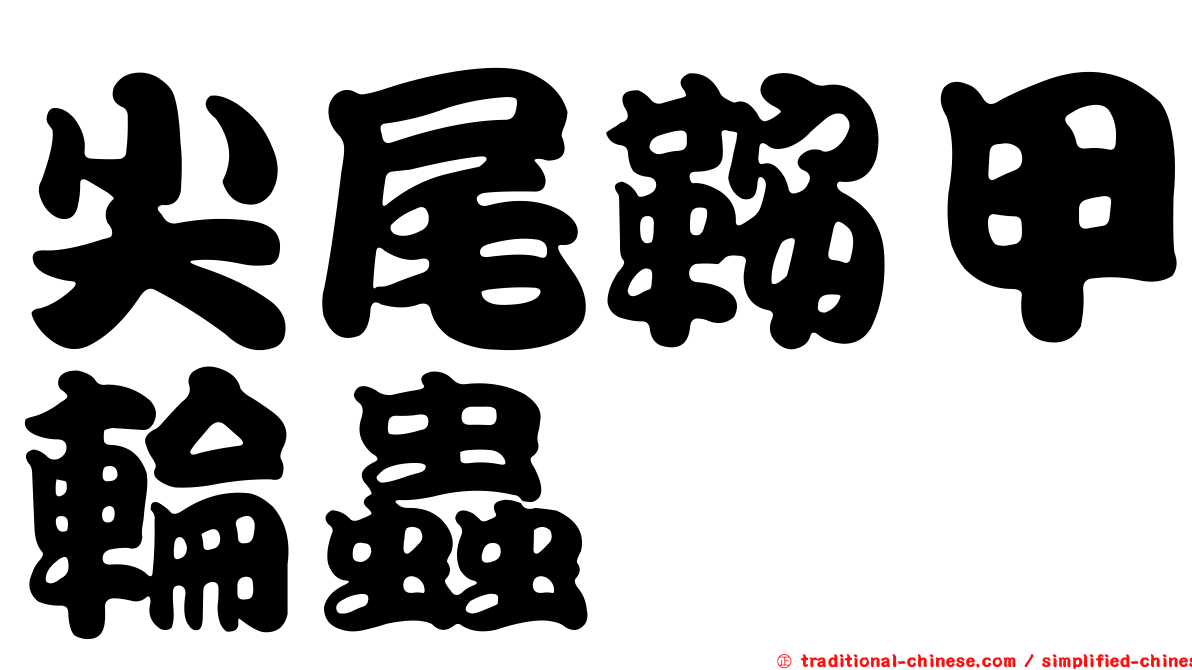 尖尾鞍甲輪蟲