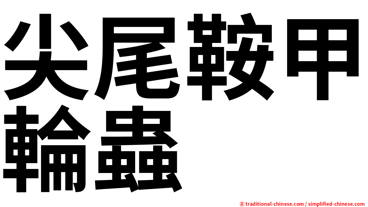 尖尾鞍甲輪蟲