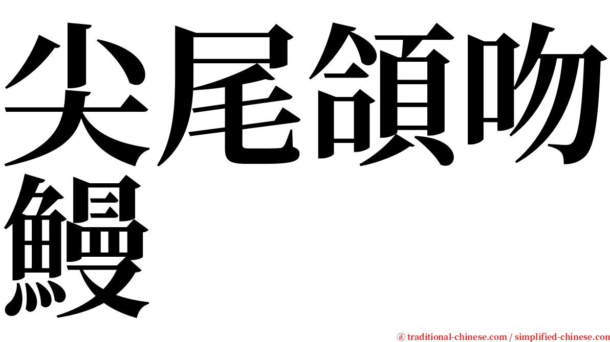 尖尾頜吻鰻 serif font