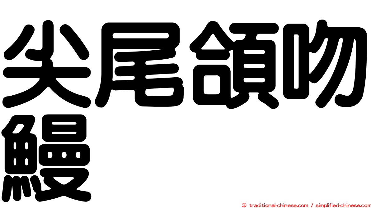 尖尾頜吻鰻