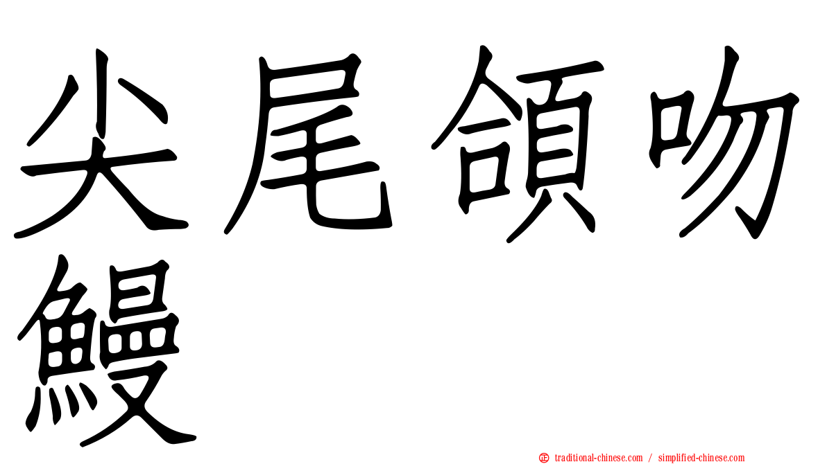 尖尾頜吻鰻